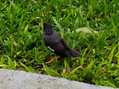 Acridotheres javanicus