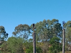 Microcarbo melanoleucos