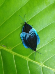 Pompelon marginata