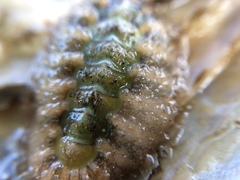 Acanthochitona