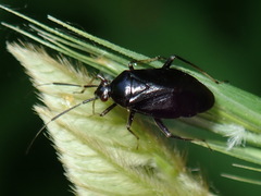 Capsus