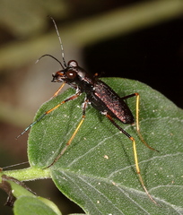 Odontocheila cayennensis