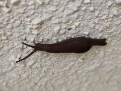 Ostracolethinae
