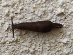 Ostracolethinae