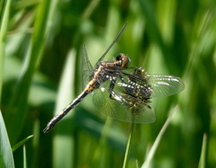 Leucorrhinia intacta