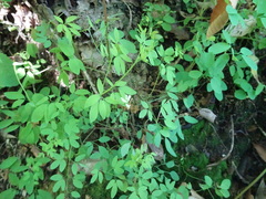 Ceratocapnos claviculata