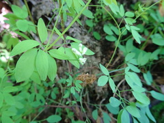 Ceratocapnos claviculata