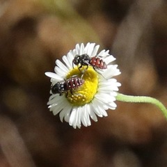 Holcopasites calliopsidis