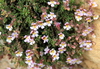 Malling Toadflax - Photo (c) Joan Simon, some rights reserved (CC BY-SA)