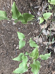 Smilax californica