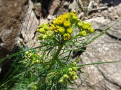 Jacobaea adonidifolia