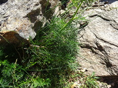Jacobaea adonidifolia