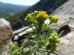Jacobaea adonidifolia