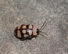 Alagoasa decemguttata