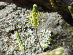 Plantago holosteum