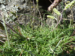 Plantago holosteum
