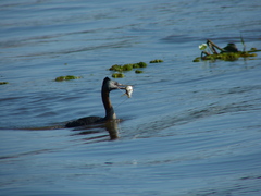 Iheringichthys labrosus