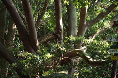 Cinnamomum yabunikkei