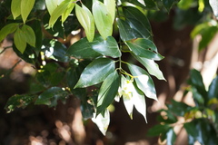 Cinnamomum yabunikkei