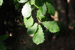 Quercus serrata