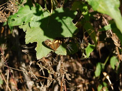 Telenassa berenice