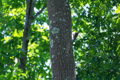 Melanerpes carolinus