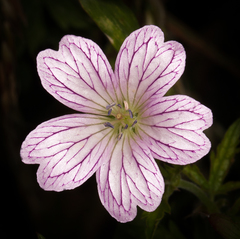 Geranium × oxonianum