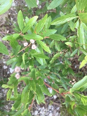 Ceanothus herbaceus
