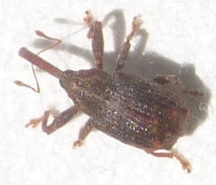 Anthonomus quadrigibbus