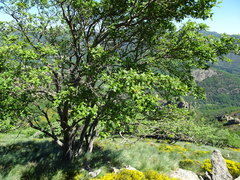 Hedlundia thuringiaca