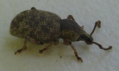 Otiorhynchus singularis