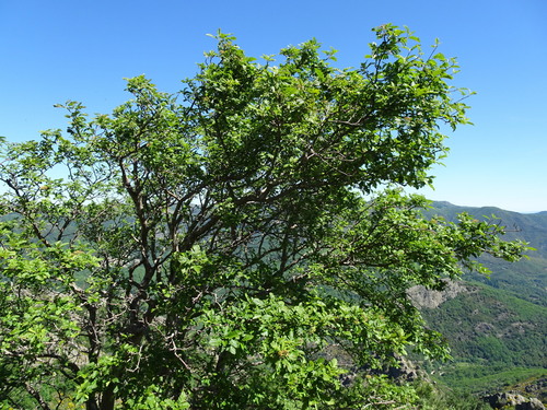 Image of × arsorbus by (c) Thomas Koffel, some rights reserved (CC BY)