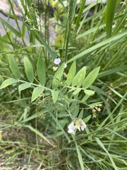 Lathyrus lanszwertii