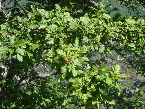 Image of × arsorbus by (c) Thomas Koffel, some rights reserved (CC BY)