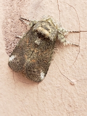 Rifargia subrotata