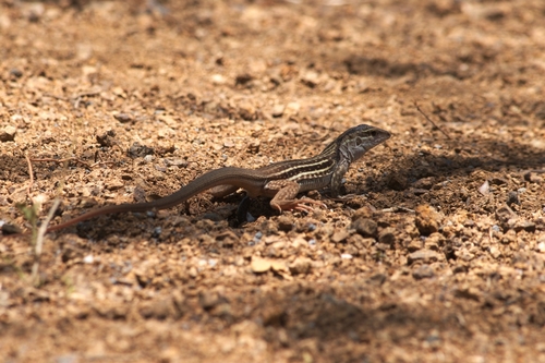 Colima Giant Whiptail, Aspidoscelis communis