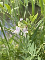 Lathyrus lanszwertii