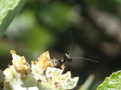 Raphidiidae