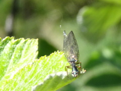 Raphidiidae