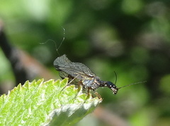 Raphidiidae