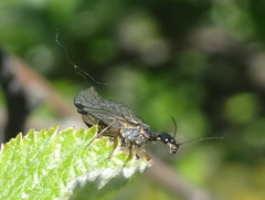 Raphidiidae