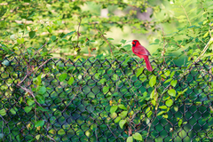 Cardinalis cardinalis