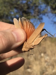 Tomonotus ferruginosus