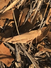 Tomonotus ferruginosus