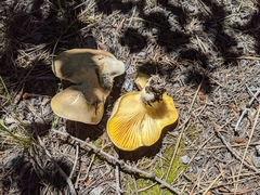 Cantharocybe gruberi