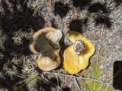 Cantharocybe gruberi