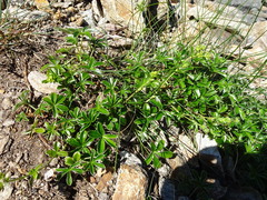 Alchemilla saxatilis