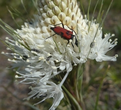 Anastrangalia laetifica