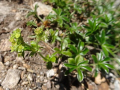 Alchemilla saxatilis