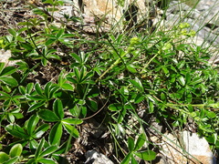 Alchemilla saxatilis